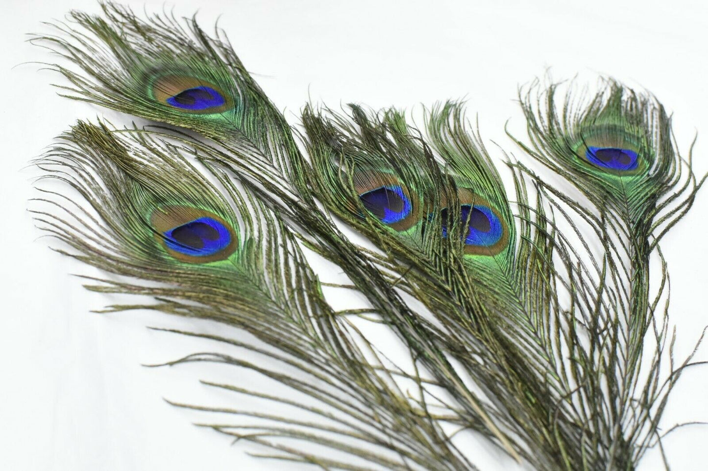 Long Fascinators Peacock Feathers Millinery Hats Trimmings