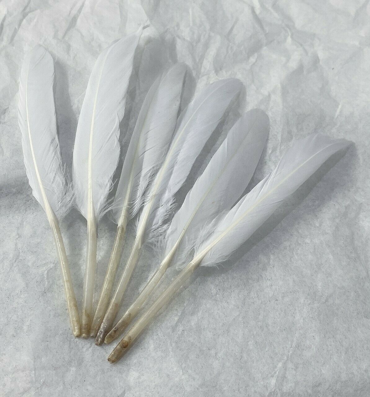 50 x Goose Feathers Pack, 10 - 15cm Arts & Crafts Fancy Dress Making Feather UK